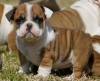 AKC Male and Female Boxer puppies for  adoption